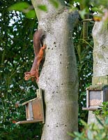 Sciurus vulgaris - Red squirrel on holly tree trunk with bird feeders