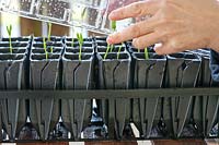 Lathyrus odoratus - Sweet pea seedlings grown using long modules or a root trainer cloche