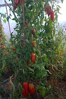 Solanum lycopersicum 'Jersey Devil' - Tomato - cordon plant with ripe fruit in a polytunnel 