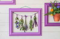 Purple frame with bunches of drying herbs and flowers on string