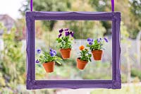 Purple painted picture frame with suspended pots of Violas 