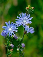 Cichorium intybus - Chicory - in flower 