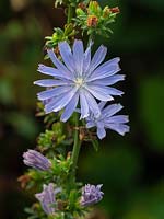 Cichorium intybus - Chicory - in flower