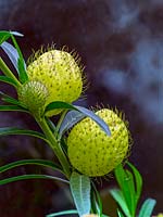 Gomphocarpus physocarpus - Hairy Balls, Balloonplant, Balloon Cotton-bush, Bishop's Balls, Nailhead, or Swan Plant
