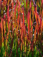 Imperata cylindrica 'Rubra' or Japanese Blood Grass 