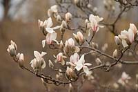 Magnolia zenii - Zen Magnolia