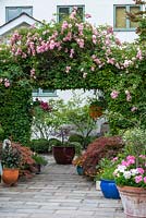 Rosa 'Maid of Kent', a repeat flowering floribunda climbing  rose, grows over an arch set between hornbeam hedges, at the entrance to a paved front garden.
