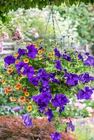 Summer hanging basket planted with trailing Petunia Surfinia Giant Blue, Felicia amelloides, and Calibrachoa Can Can 'Terracotta' - Million bells.