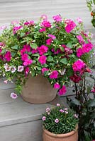 Terracotta pot planted with pink flowering bedding plants, including Impatiens - busy-lizzies,  Calibrachoa - Million Bells and petunias. 