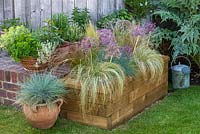 Timber raised bed planted with Allium cristophii between ornamental grasses. Spilling over the edges is Carex comans 'Frosted Curls'. Red grass Carex testacea 'Prairie Fire', Festuca glauca 'Intense Blue' and feathery Stipa tenuissima.