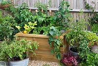 A raised wooden bed planted with vegetables including Courgette 'One Ball', trailing squash,  chilli peppers and tomatoes. 