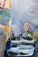Watering newly sown pea seeds before placing in a warm sunny place, and keeping the compost moist.