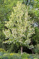 Davidia involucrata - handkerchief tree 