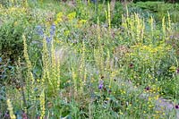 Mulleins add vertical structures to the steppe planting at at Weihenstephan Trial Gardens, Munich, Germany.

