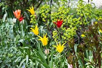 Tulipa 'Aladdin', Tulipa 'Westpoint', Tulipa fosteriana 'Orange Emperor', Euphorbia amygdaloides 'Purpurea'