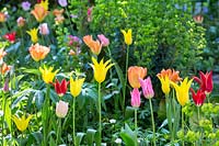 Spring border with Euphorbia amygdaloides 'Purpurea', Tulipa 'Aladdin', Tulipa 'Apricot Beauty', Tulipa 'Mariette', Tulipa 'Westpoint', Tulipa fosteriana 'Orange Emperor'