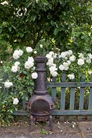 Metal chiminea, patio heater, on the terrace next to grey painted picket fence, with iceberg rose, Rosa Iceberg, around it.