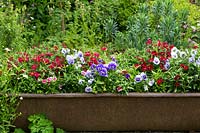 An iron bath is upcycled as a giant container for pansies and sweet williams, Dianthus barbatus,.