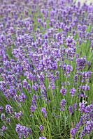 Lavandula angustifolia 'Loddon Blue' - English Lavender 'Loddon Blue' 