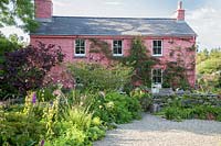 Pink Welsh cottage with mixed planting of Hazel, Alchemilla mollis, Dahlias and Dierama Garden. Dyffryn Fernant, Wales
