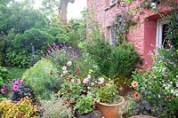 View over flowering cottage garden by pink cottage wall. 