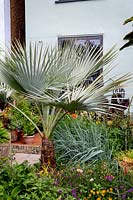 A raised border including Brahea armata - blue fan palm