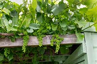 Vitis vinifera - Grape Vine - on a wooden pergola