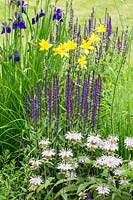 Hemerocallis minor, Iris sibirica 'Caesar's Brother', Monarda bradburiana and Salvia nemorosa 'Caradonna'