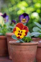 Viola x wittrockiana  Panola XP 'Sunburst' - Pansy - in small pot 