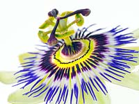 Passiflora caerulea - Passion Flower