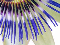 Blue passion flower Passiflora caerulea, detail of flower parts