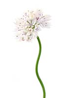 Allium amplectens 'Graceful Beauty' - Ornamental or  Narrowleaf Onion  