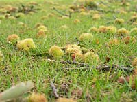 Castanea sativa, sweet chestnut, fruit and debris windfall on lawn after strong, winds.