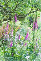 View of plant enthusiast's town garden with foxgloves and campanulas naturalised under an apple tree. 