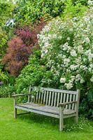 Teak garden bench on lawn with daisies underneath, in front of Rosa 'Rambling Rector' - Rambler Rose and 'purple Cotinus - Smoke Bush 