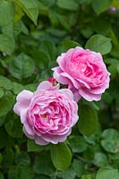 Rosa 'Constance Spry' - English Shrub Rose