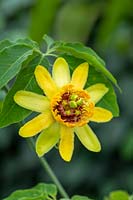 Passiflora cirrhiflora - Passion flower 