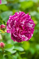 Rosa 'Commandant Beaurepaire' - Old Rose
