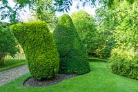 Informal topiary yew trees - Taxus baccata and Taxus baccata 'Fastigiata Aureomarginata'