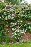 Rosa 'Francis E. Lester' trained on a wall. 