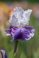 Tall Bearded Iris 'Margarita' 