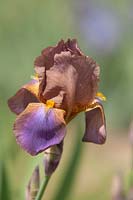 Tall Bearded Iris 'Evolution' - Cayeux, 1929