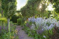 Sunshine through pretty summer displays of Salvia, Campanula, Lysimachia and Crocosmia in the Flower Garden, Loseley Park, Surrey, UK. 