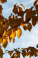 Prunus sargentii - Sargent's cherry tree foliage in autumn