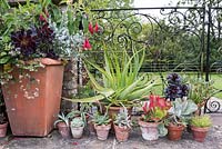 Pots of succulents beside a container planted with Aeonium 'Zwartkop', Pelargonium australe and Fuchsia corymbifolia 