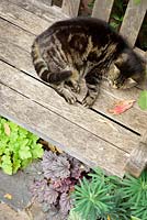 Cat on a bench underplanted with colourful heuchera 