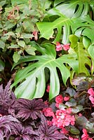 Monstera deliciosa, the cheese plant, surrounded by begonias 