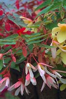 Begonia 'Million Kisses Amour' red, 'Million Kisses Elegance' white, blushed soft pink and 'Million Kisses Honeymoon' lemon yellow in a hanging basket