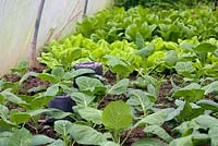 Winter salad and green vegetables growing in a polytunnel -  -Brassica oleracea 'Winter Green' with upturned pots protecting mouse traps from bird access.