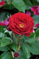 Rosa 'Harkimono' syn. Red Abundance, Songs of Praise or Cherie - Floribunda Rose